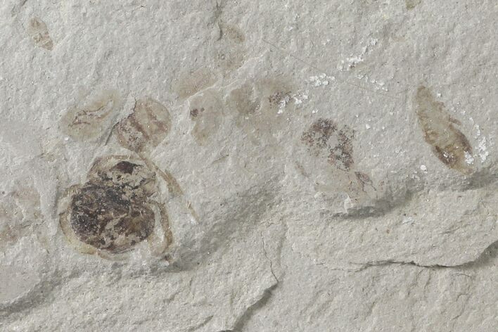 Two Fossil Beetles (Coleoptera)- Green River Formation, Utah #109201